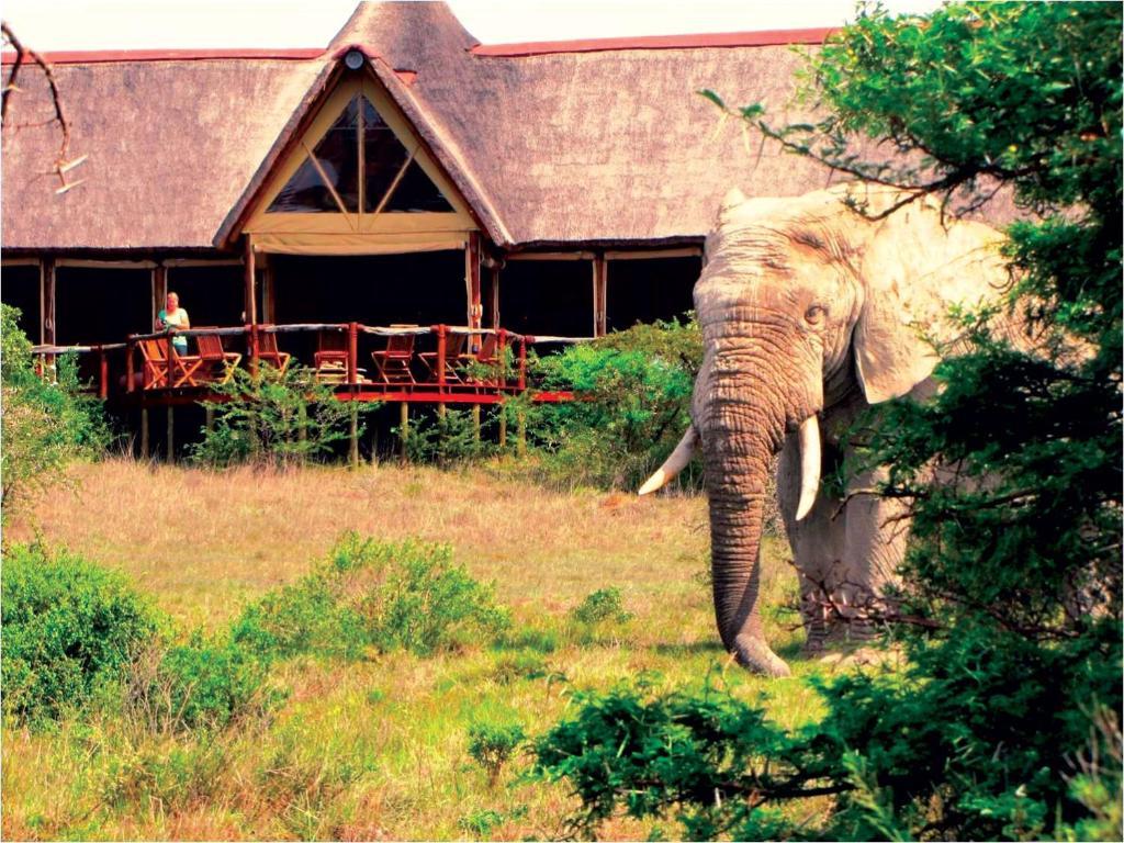 Safari Lodge- Amakhala Game Reserve Exterior photo