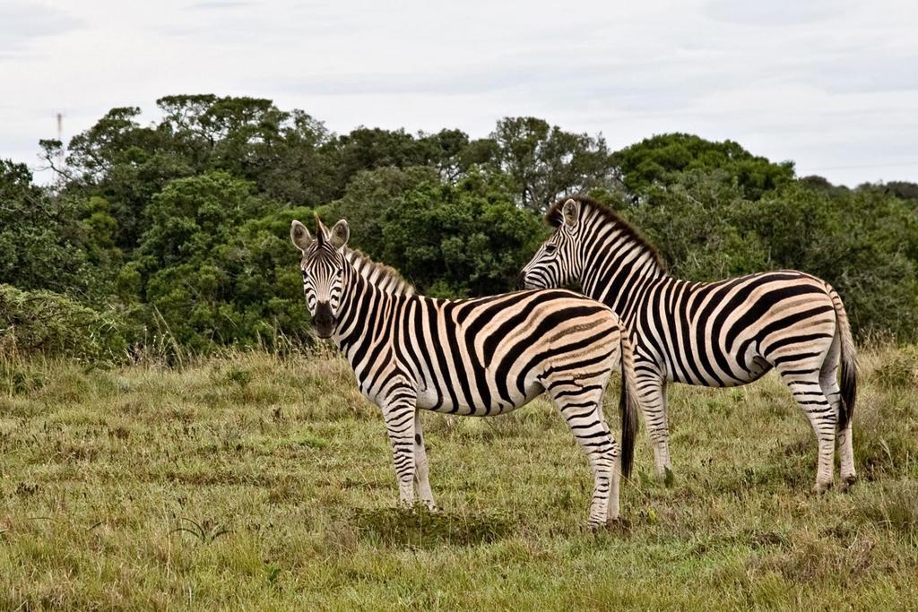 Safari Lodge- Amakhala Game Reserve Exterior photo