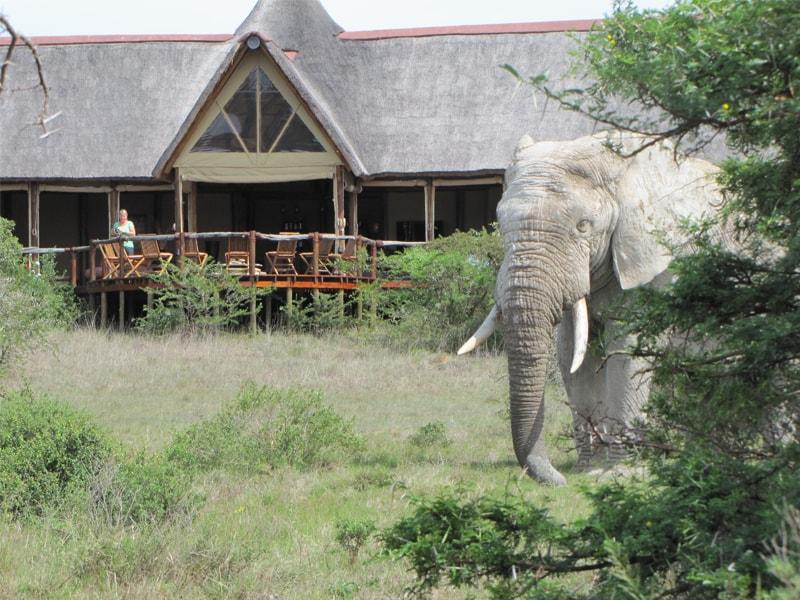 Safari Lodge- Amakhala Game Reserve Exterior photo