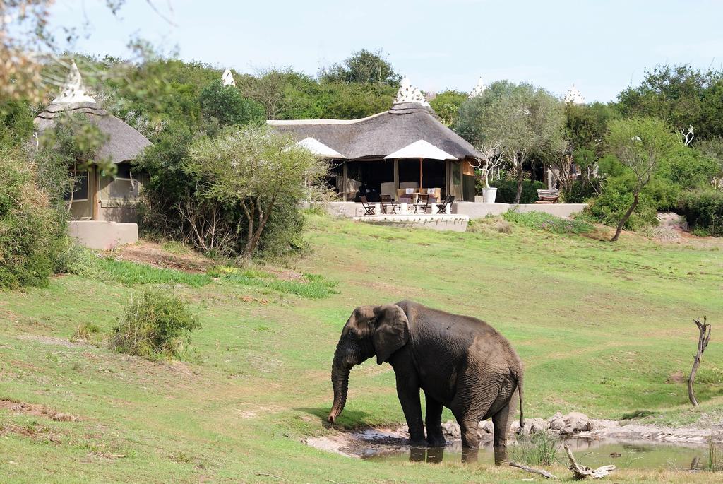 Safari Lodge- Amakhala Game Reserve Exterior photo