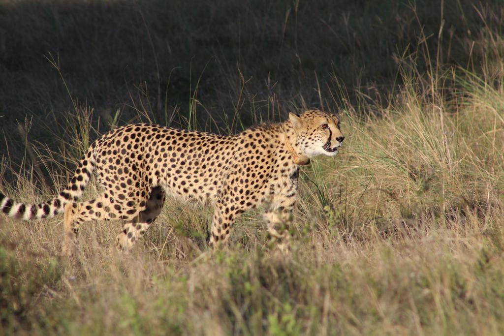 Safari Lodge- Amakhala Game Reserve Exterior photo